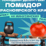 Самые большие помидоры... в Сибири - Газета Красное Знамя