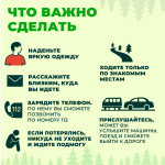 В Красноярском крае начался сезон сбора грибов и ягод — уже зафиксированы первые случаи заблудившихся в лесу